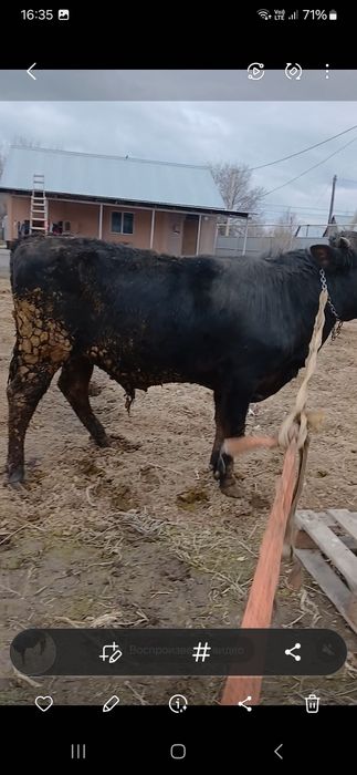 Бык продам быка с детства на откорме 170 кг +- годовалый крупный наход