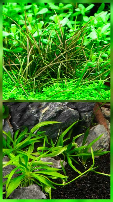 Plante Naturale Acvariu usor de crescut