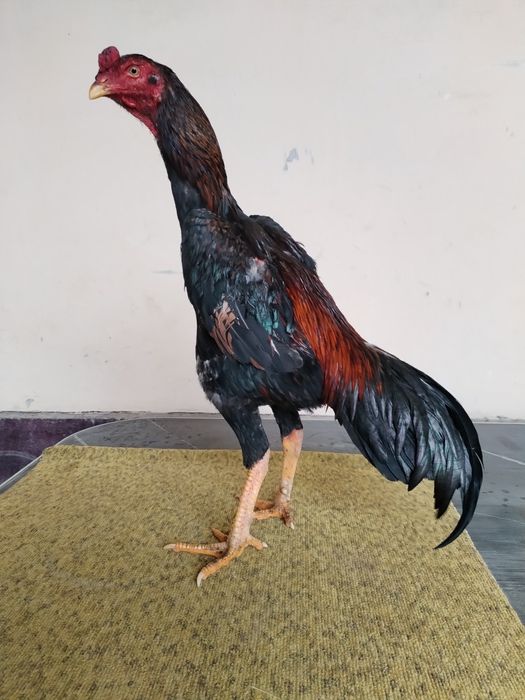 Joja sotiladi mayi jojasi zoti karea