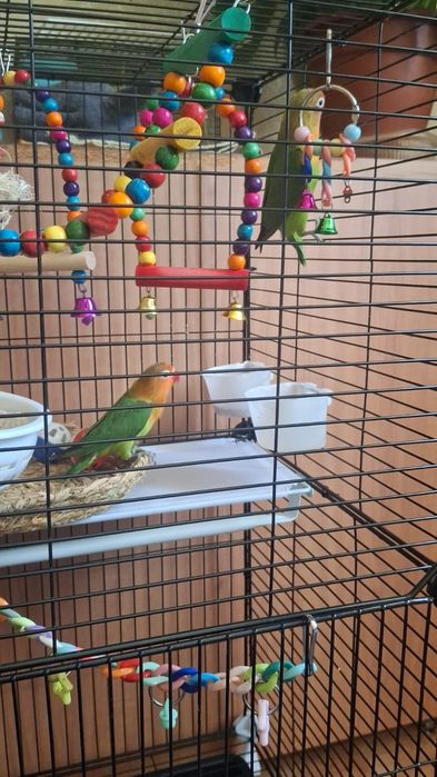 Продам попугаев неразлучников вместе с клеткой