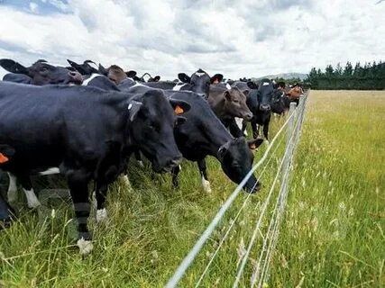 Электропастух Сатылады әр түрлі мощность Модель бар