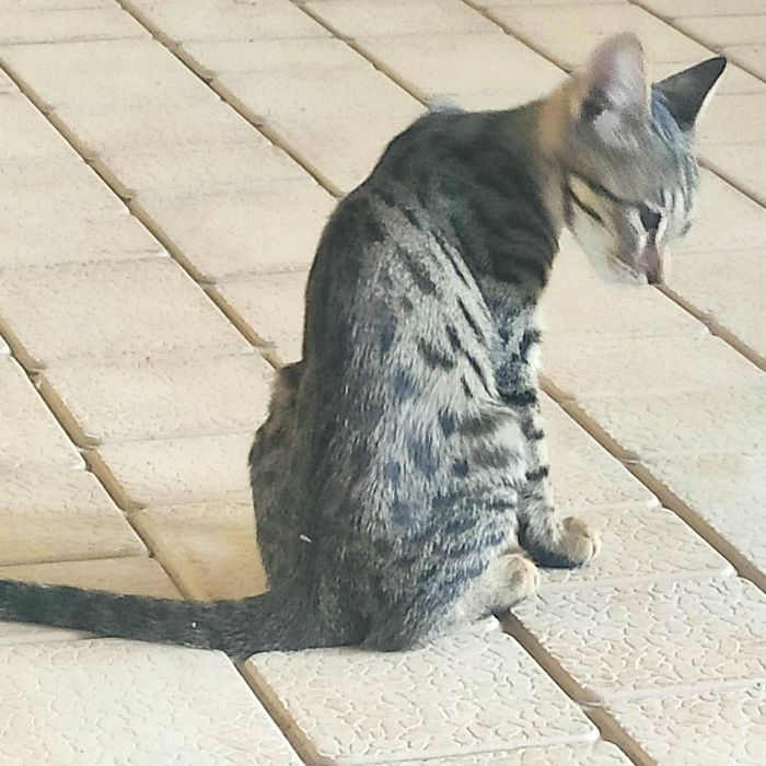 Котёнок в хорошие руки