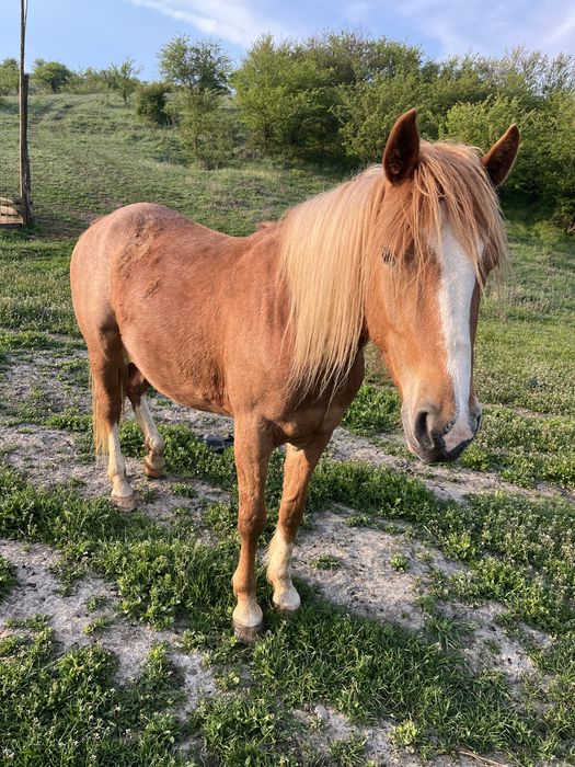 Vada iapa si armasar