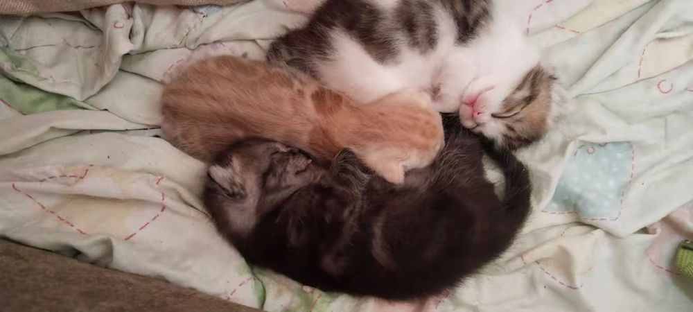 Продаются милые шотландские котята