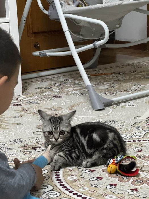 Кошка 3 месяца