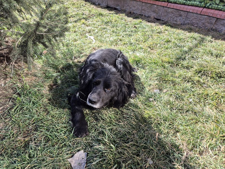 Спаниель чистокровный