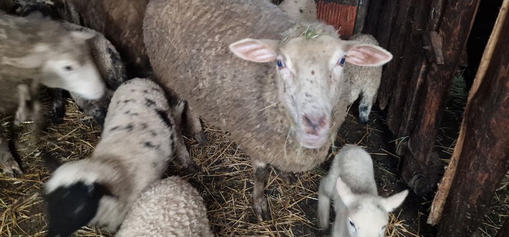 Oi tinere cu miei de vânzare