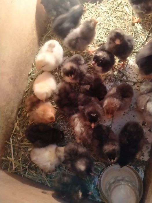 Цыплята домашние недельные