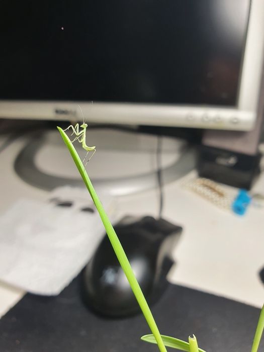 Древесные богомолы