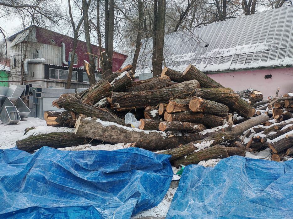 Продам брёвна карагач