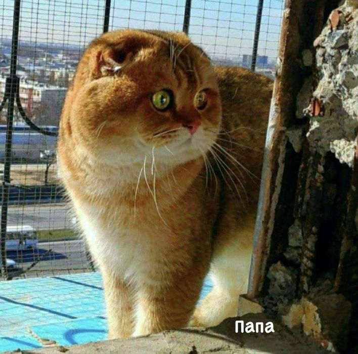 Золотая шиншилла вязка