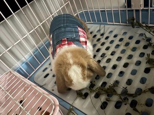 Telefon o‘rnini bosadigan do‘st