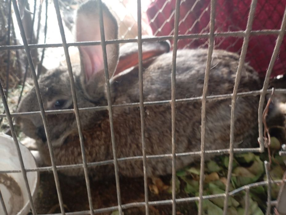 Продам Крола 7месяцев