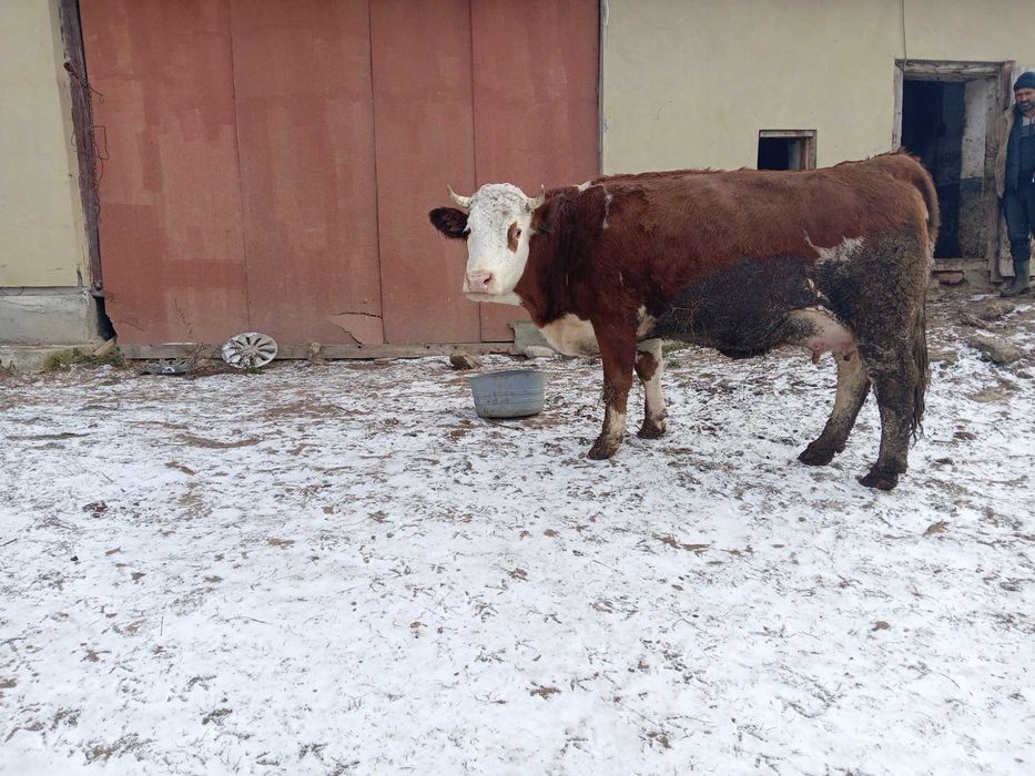 Vând vaca la a 2 fătare
