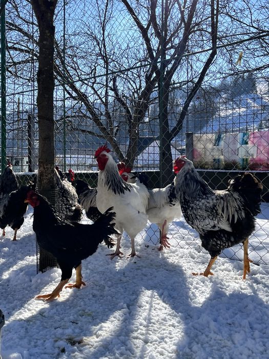 Cocosi de rasă Sussex Wyandotte Barnevelder Combatant Indian