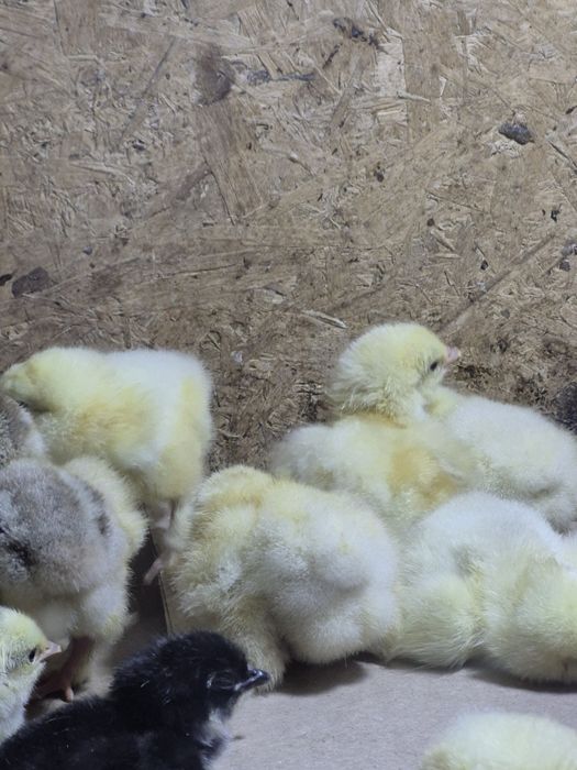 Балапандар сатылымда