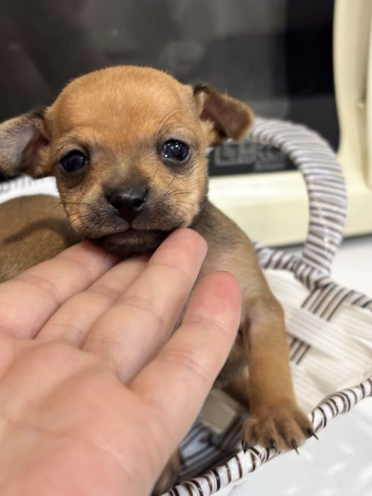 Мини тойтерьер  бронирование