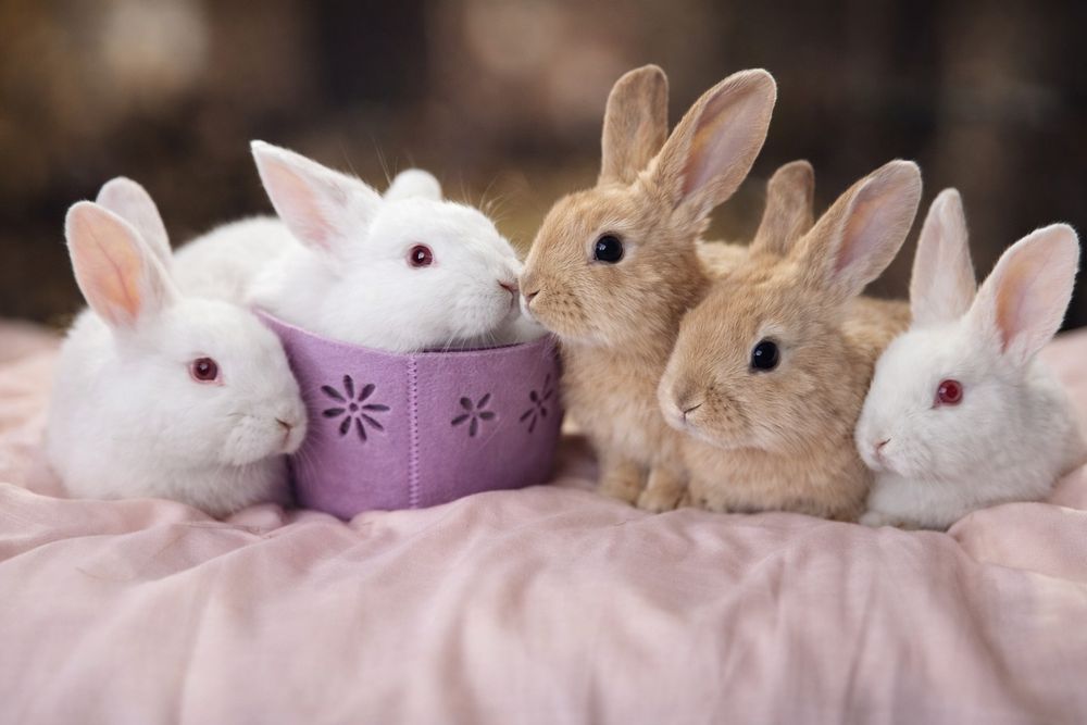 Vând iepuri hycole francez