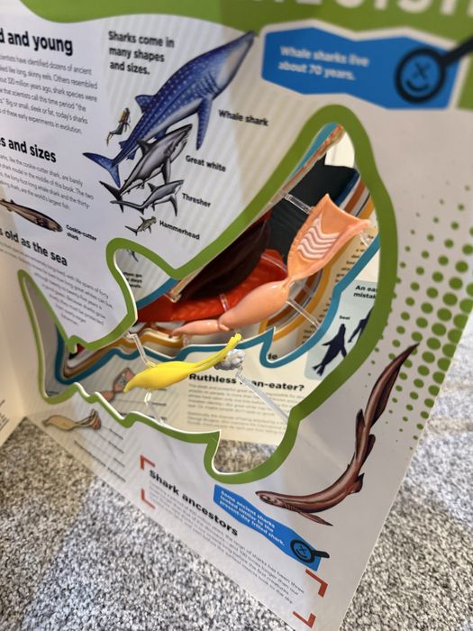 Enciclopedie rechin engleza