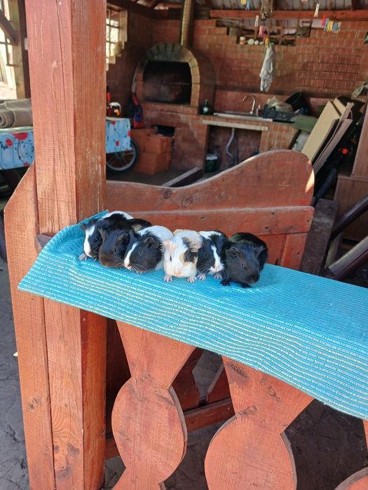 Pui de porcușori de Guineea frezati si cu parul drept