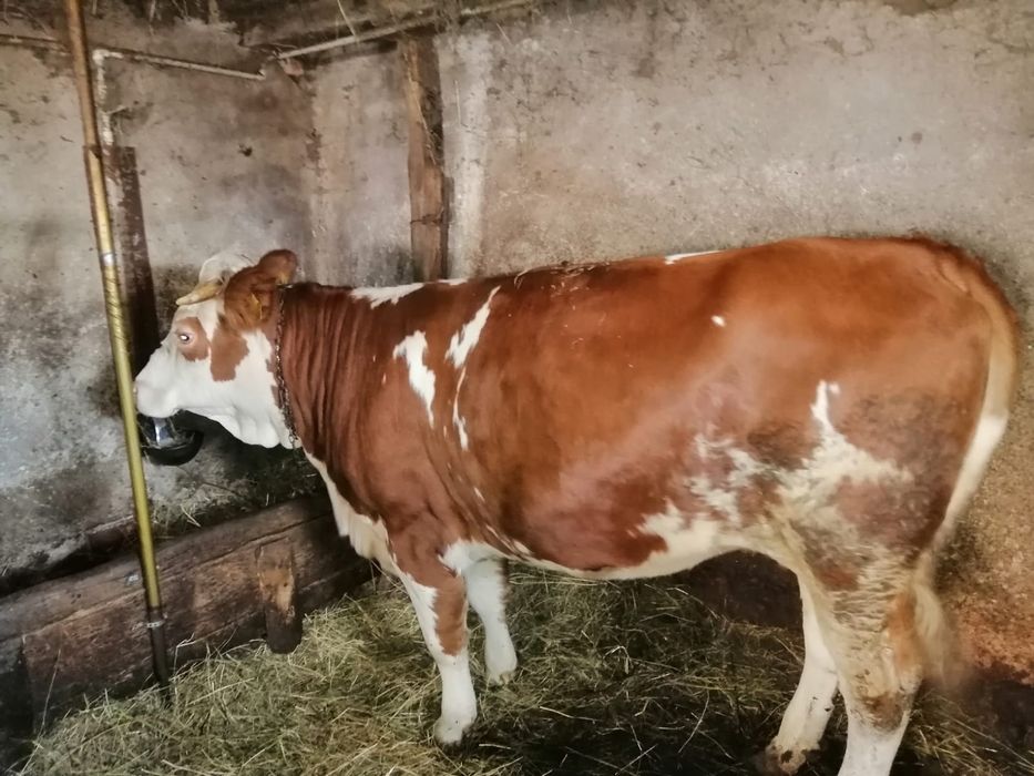 Vând juninca gestanta