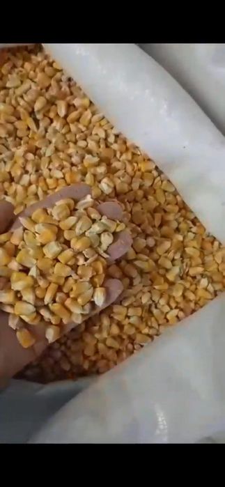 Кукуруза 5250тг мешок 35кг