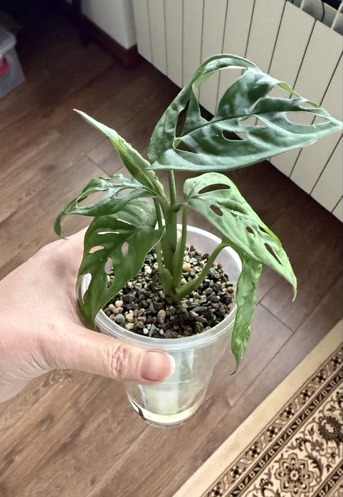 Монстера манки маск