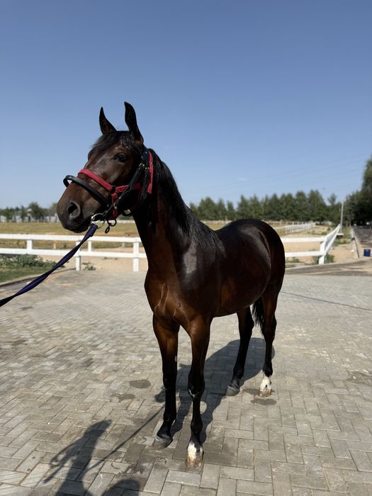 Продам Тайчика ! Возраст 1 год 3 месяца