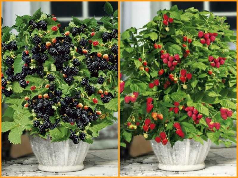 Мини джуджевидна  Малина , Къпина и жълта Малина