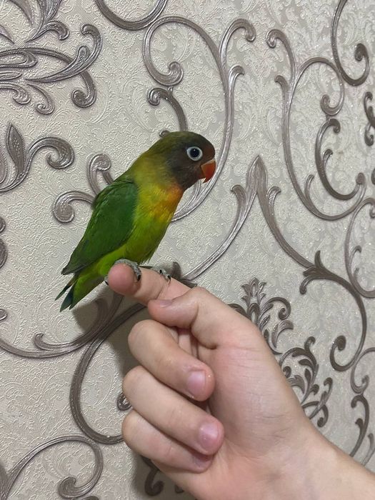 Попугаи неразлучники ручные