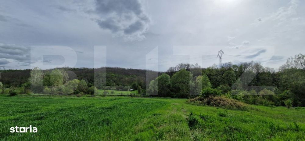 Padure Salcam, 120000Mp, Bradesti