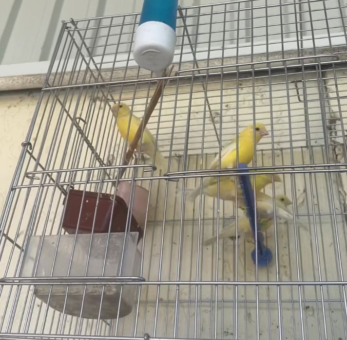 Канарейка самки дисквый