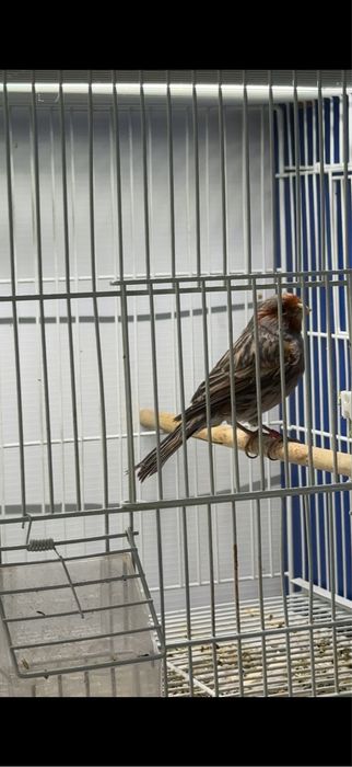 канарейка самец кенар