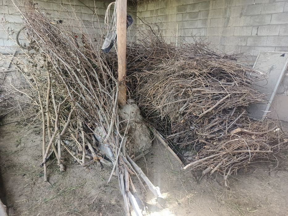 Oʻtin daraxt shoxalari