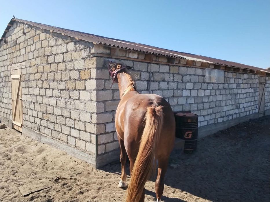 Айғыр сатылады,