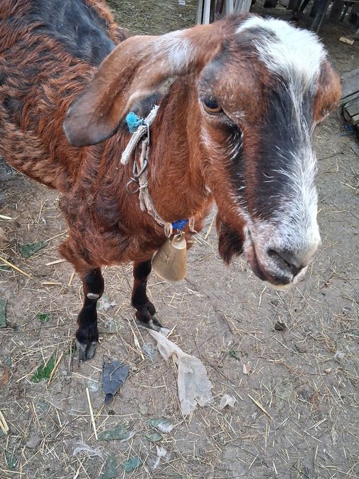 Capre Anglonubian vând