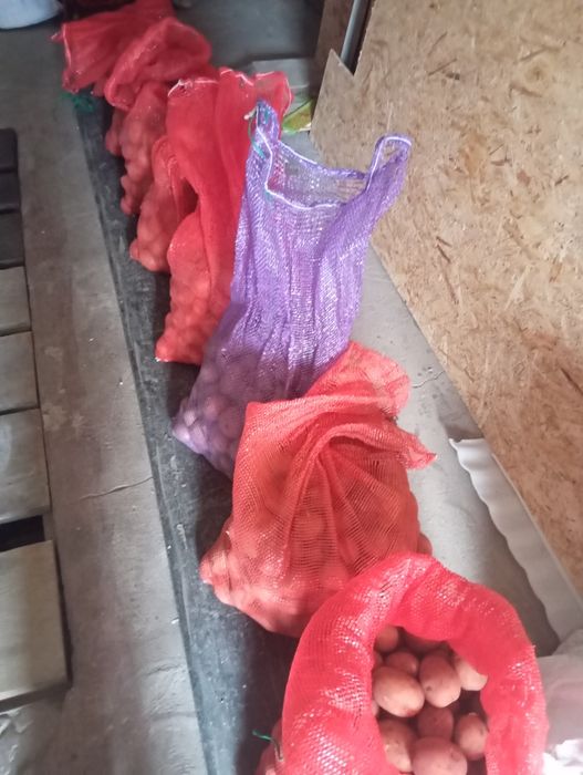 Картофель жёлтый,,Галла,,