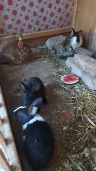 Quyonla sotladi xamasi 3 Katta 3 maydasi