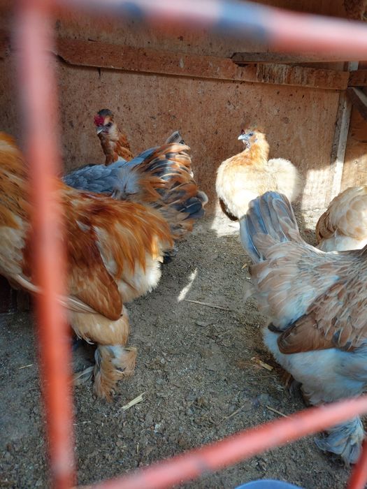 Yaponcha tuxumlari bor