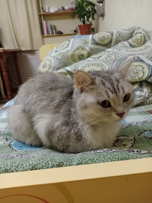 Отдам кошку в добрые руки