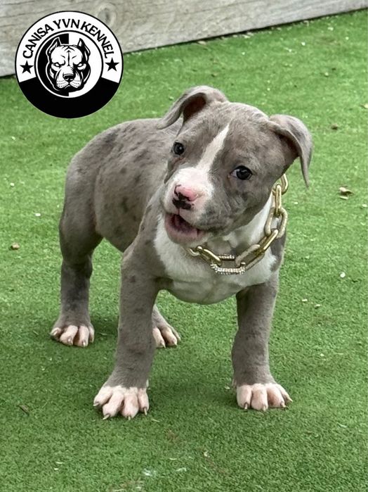 Mascul amstaff blue merle