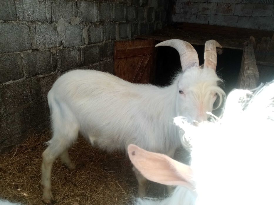 Vand tapisori de 1an