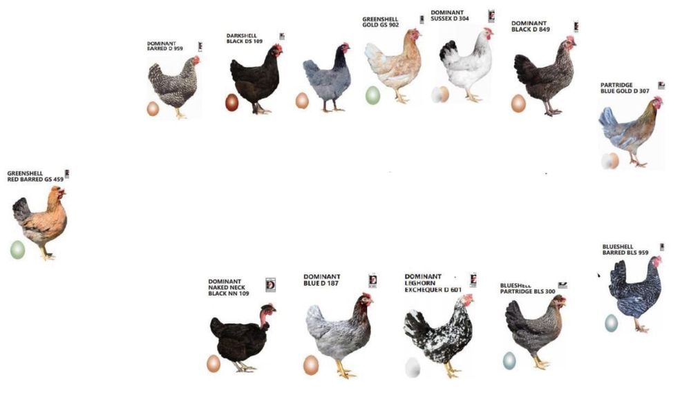 Продам  утиное инкубационное яйцо