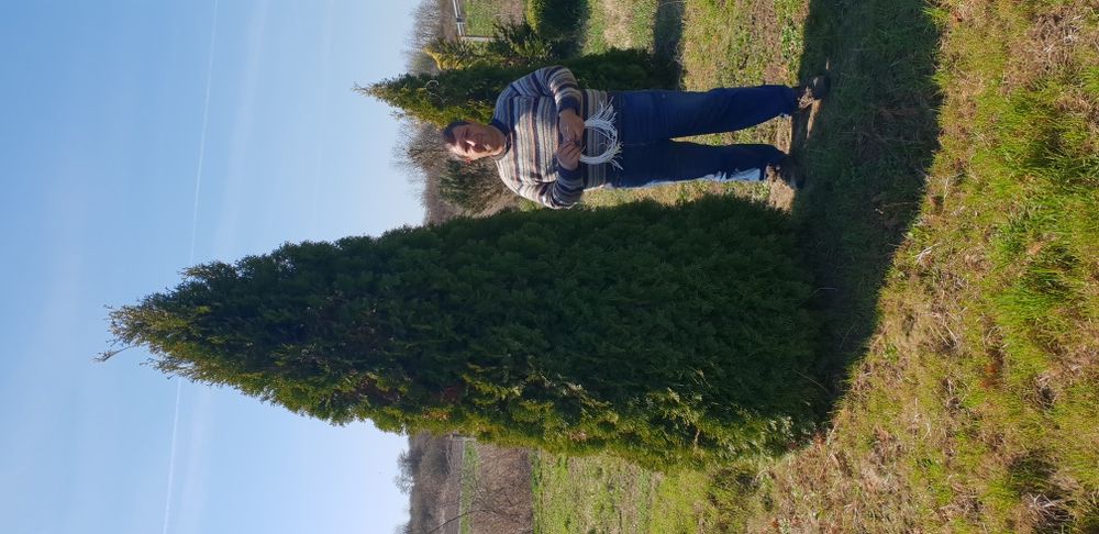 Vindem tuia smaragd de mai multe dimensiuni