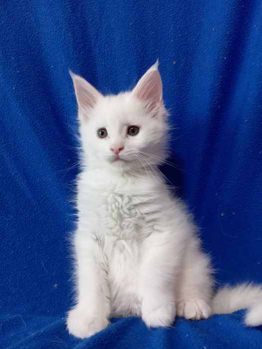 Мейн Кун котятки