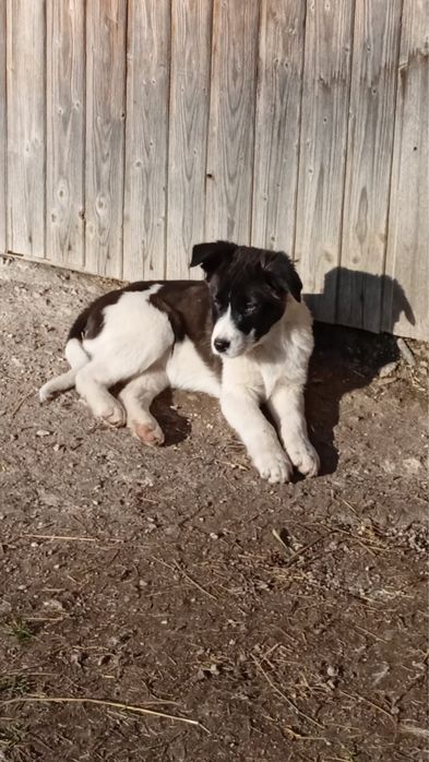 Se doneaza , catei talie mare la maturitate