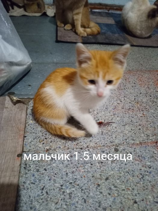 Отдам котят бесплатно