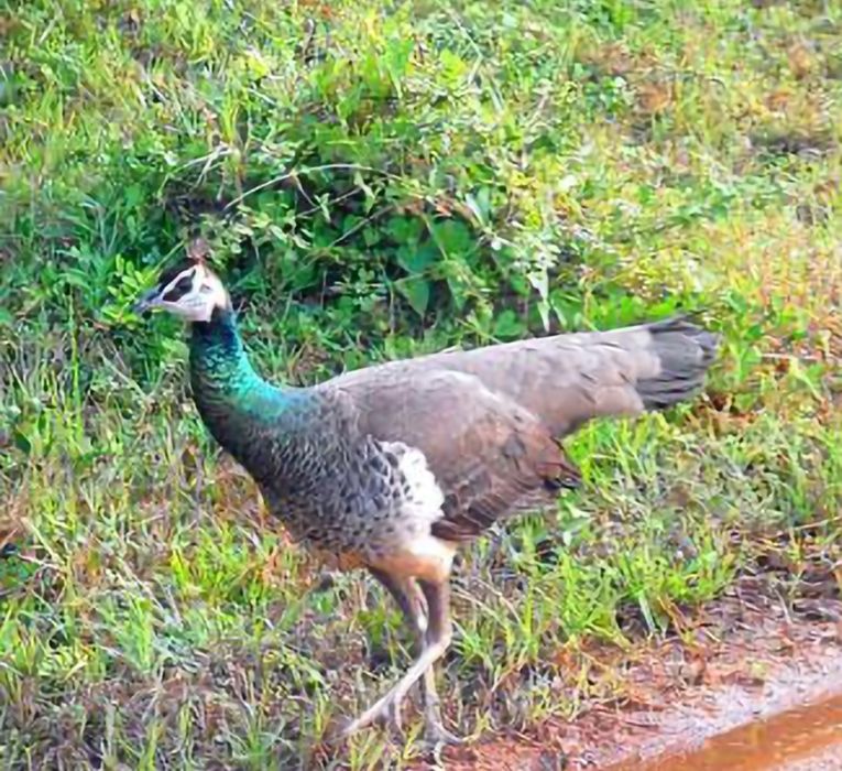Продаются павлины.