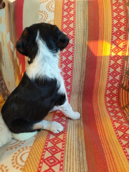 Красиво кученце бретон шпаньол