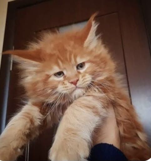 Мейн кун котята.